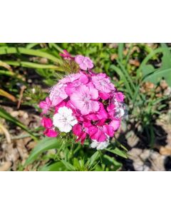 Sweet William 'Single Mixed Colors Pink and Red' Seeds (Naturally Grown)