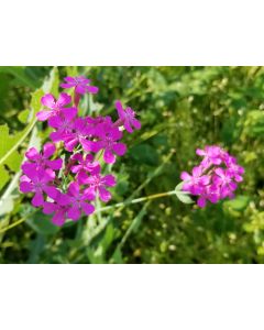 Catchfly/Cottage Pinks/Chimney Pinks Seeds (Naturally Grown)