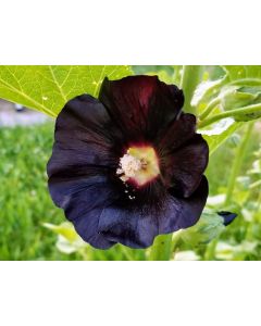 Hollyhock 'Jet Black' AKA 'Nigra' Seeds (Naturally Grown)