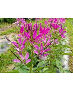 Spider Flower, Purple Seeds (Naturally Grown)