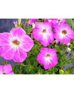 Petunia, Pink and Purple Mix Seeds (Naturally Grown)