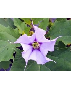Datura AKA Devil’s Trumpet 'Le Fleur Lilac' Seeds (Naturally Grown)