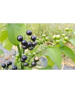Garden Huckleberry Seeds (Naturally Grown)