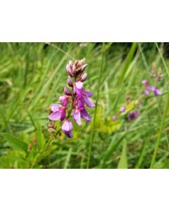 Showy Tick Trefoil Seeds (Naturally Grown)