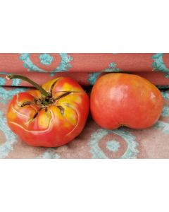 Tomato 'German Queen' 