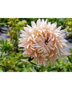 China Aster 'Salmon Janina' Seeds (Certified Organic)