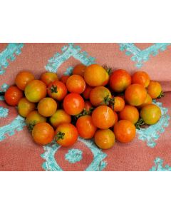 Tomato 'Sweet Raisin' AKA 'Tomaccio'