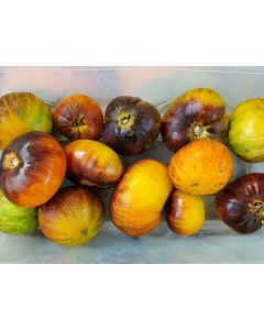 Tomato 'Alice's Dream'