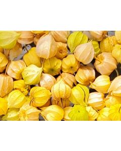 Peruvian Ground Cherry Seeds (Naturally Grown)