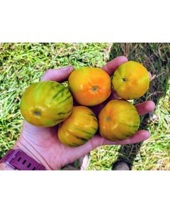 Eggplant ‘Turkish Orange’