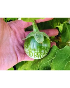 Eggplant ‘Lao Green Stripe’ Seeds (Naturally Grown)