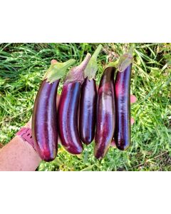 Eggplant ‘Little Finger’ Seeds (Certified Organic)