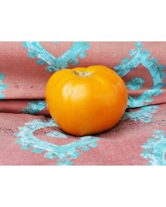 Tomato 'Djena Lee Golden Girl'