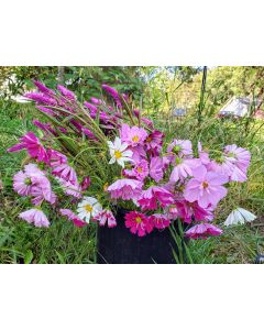 Cosmos 'Seashells' Seeds (Certified Organic)