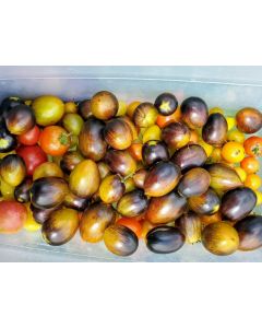 Tomato 'Brad's Atomic Grape'