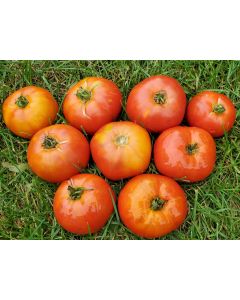 Tomato 'Giant Tomato Tree' Seeds (Naturally Grown)