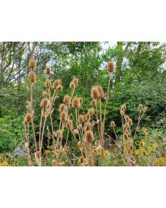Fuller's Teasel Seeds (Naturally Grown)