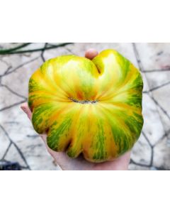 Tomato 'Summer of Love' Seeds (Naturally Grown)