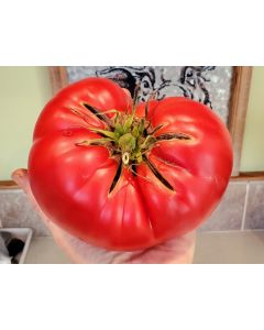 Tomato 'Behemoth King' Seeds (Naturally Grown)