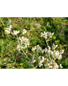 Pearly Everlasting Seeds (Naturally Grown)