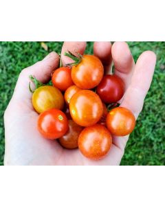 Tomato 'Little Mack Red Cherry' Seeds (Naturally Grown)