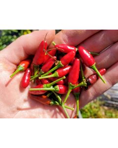 Hot Pepper ‘Thai Hot' 