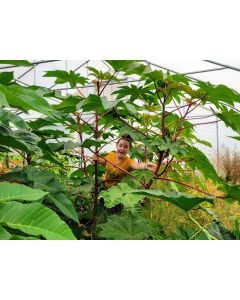 Castor Bean 'Green and Red Mix' Seeds (Naturally Grown)