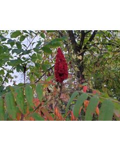 Staghorn Sumac Seeds (Naturally Grown)
