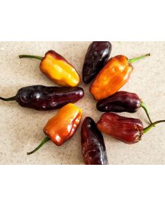 Hot Pepper ‘Pimenta Puma’ Seeds (Naturally Grown)