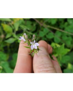 Indian Tobacco AKA Bladderpod Seeds (Naturally Grown)
