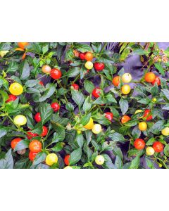 Hot Ornamental Pepper ‘Chinese 5 Color Marble’ Seeds (Naturally Grown)