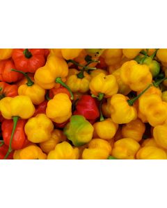 Hot Pepper ‘Yellow Scotch Bonnet’ 