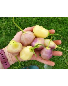 Hot Pepper 'Sugar Rush Cream' Seeds (Naturally Grown)