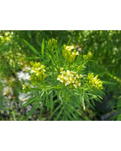 Mexican Marigold AKA Huacatay Peruvian Black Mint Seeds (Naturally Grown)