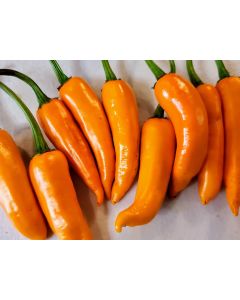 Hot Pepper ‘Orange Thai’ Seeds (Naturally Grown)