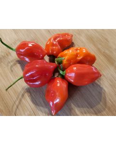 Hot Pepper ‘Red Glove Habanero’