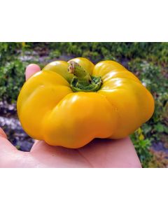 Sweet Pepper ‘Paradicsum Alaku Sarga Szentes’ Seeds (Naturally Grown)