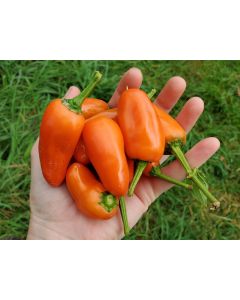Sweet Pepper ‘Tangerine Dream' Seeds (Naturally Grown)