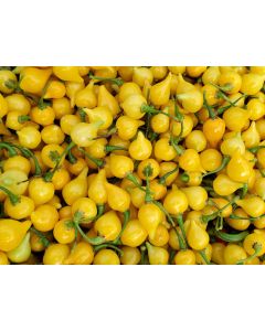 Hot Pepper ‘Biquinho Yellow’ Seeds (Naturally Grown)
