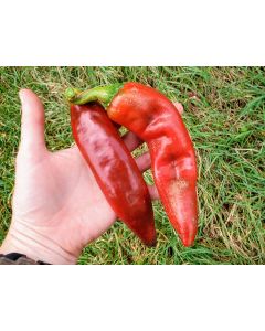 Hot Pepper ‘Big Jim Legacy’ 