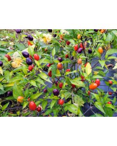 Hot Ornamental Pepper ‘Filius Blue’ Seeds (Naturally Grown)