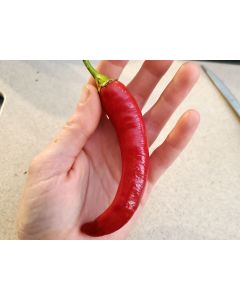 Hot Pepper ‘Garden Salsa F2’ Seeds (Naturally Grown)