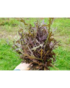 Mustard 'Red Frills' Seeds (Naturally Grown)