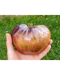 Tomato 'Rebel Starfighter Prime' Plant (4" Pot, single)