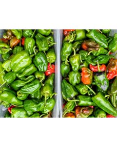 Hot Pepper ‘Pimiento de Padron’ Seeds (Naturally Grown)