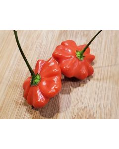 Hot Pepper ‘Brazilian Starfish' Seeds (Naturally Grown)