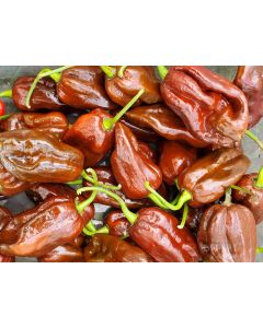 Hot Pepper ‘Chocolate Bhutlah' Seeds (Naturally Grown)