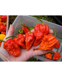 Hot Pepper ‘Zing’ Seeds (Naturally Grown)