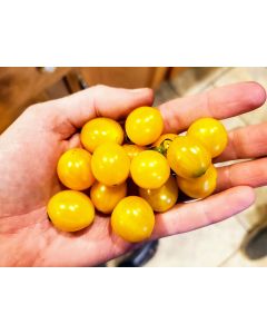 Tomato 'Blondkopfchen' 