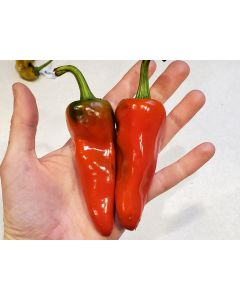 Hot Pepper ‘Aji Panca’ Seeds (Naturally Grown)